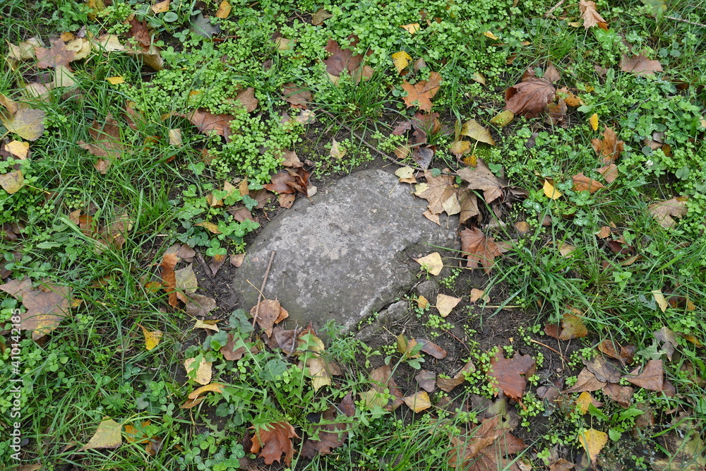Greenery, fallen leaves and grey stone in October Greenery, fallen leaves and grey stone in October