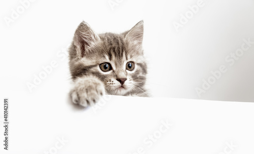 Kitten surprised portrait with paw peeking over blank white sign placard look side. Tabby cat on placard template. Pet kitten curiously peeking behind white banner background with copy space