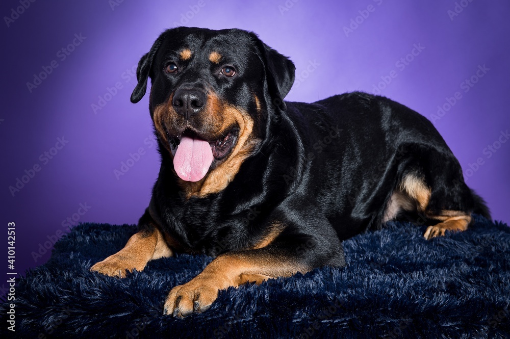 Crossbreed rottweiler and labrador