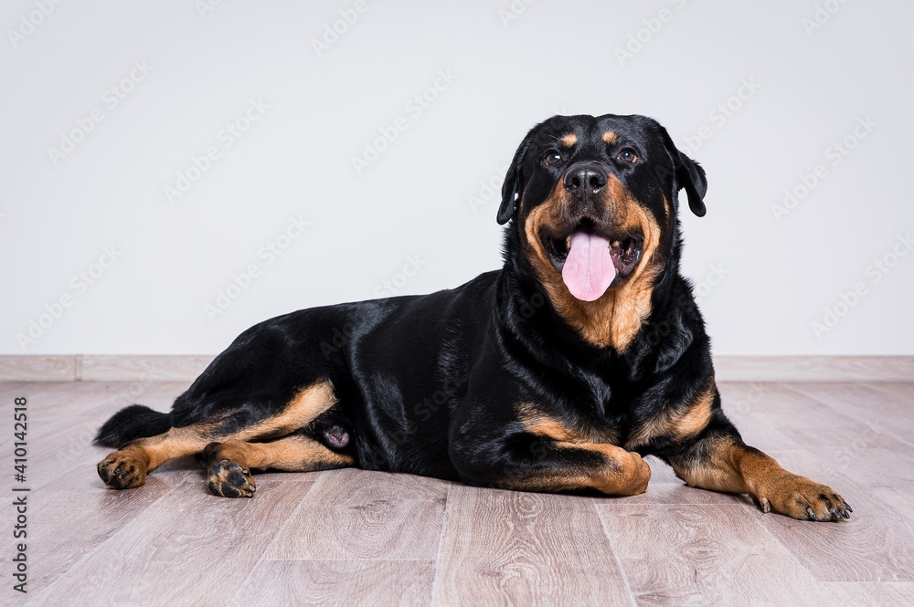 Crossbreed rottweiler and labrador