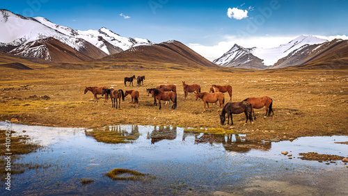 Horses grazing in the mountains of Kyrgyzstan