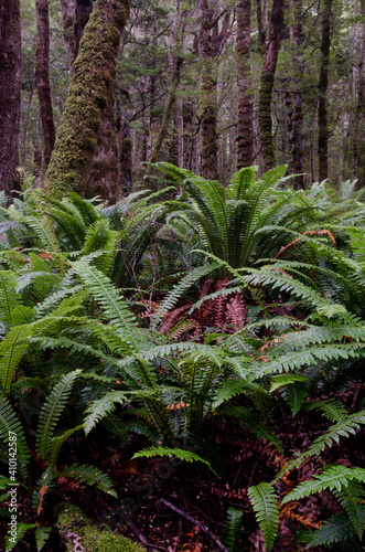 Rainforest with crown ferns Lomaria discolor. Fiordland National Park. Southland. South Island. New Zealand.
