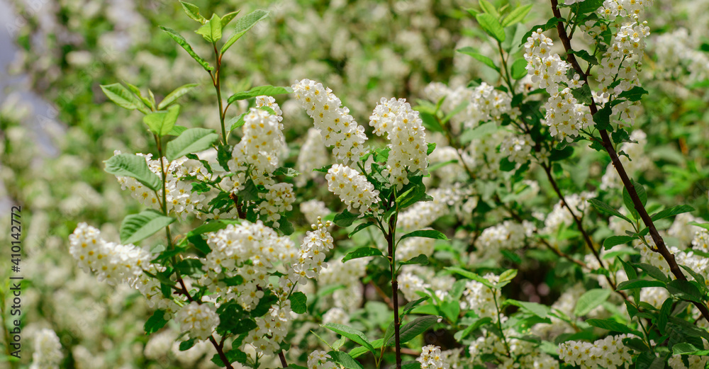 Blooming branch of bird cherry in the spring garden. White flowers on a background of green leaves, natural background, spring blooming concept. Muted green tint. Banner. Blooming branch of bird cherry in the spring garden. White flowers on a background of green leaves, natural background, spring blooming concept. Muted green tint. Banner.