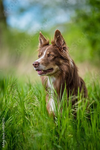 Border Collie  in the grass