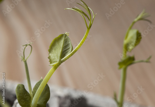 kind of sprouted peas. Microgreen growing background with microgreen sprouts