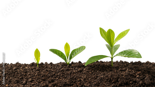 Green young tree plant sprout growing out from the soil, environment earth day concept, copy space