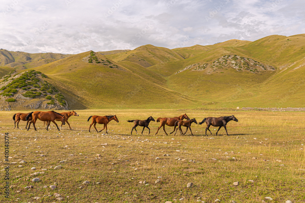 Horses running on the steppe; Kyrgyzstan