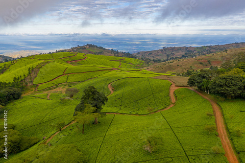 An aerial view of tea fields and roads at a tea estate in the highlands of Malawi.