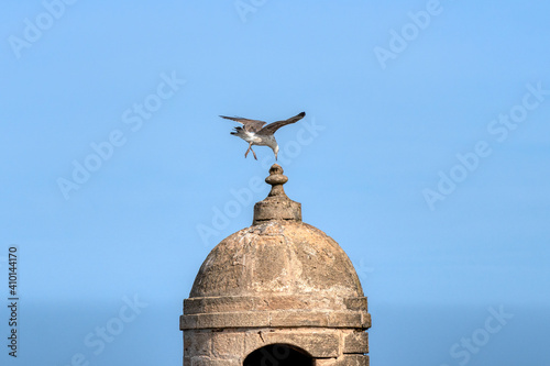 Seagull Checking The Landing Spot, Sqala du Port, Essaouira, Morocco. © Xiahou