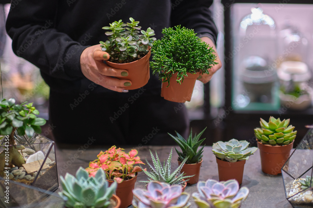 female holds glass florarium vase with succulent plants Small garden with miniature plants. Home indoor plants. DIY florarium. Colorful plants growing in glass geometric female holds glass florarium vase with succulent plants Small garden with miniature plants. Home indoor plants. DIY florarium. Colorful plants growing in glass geometric