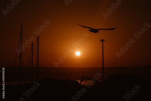 A Seagul Hovering Over Another Morning In Essaouira, Morocco.