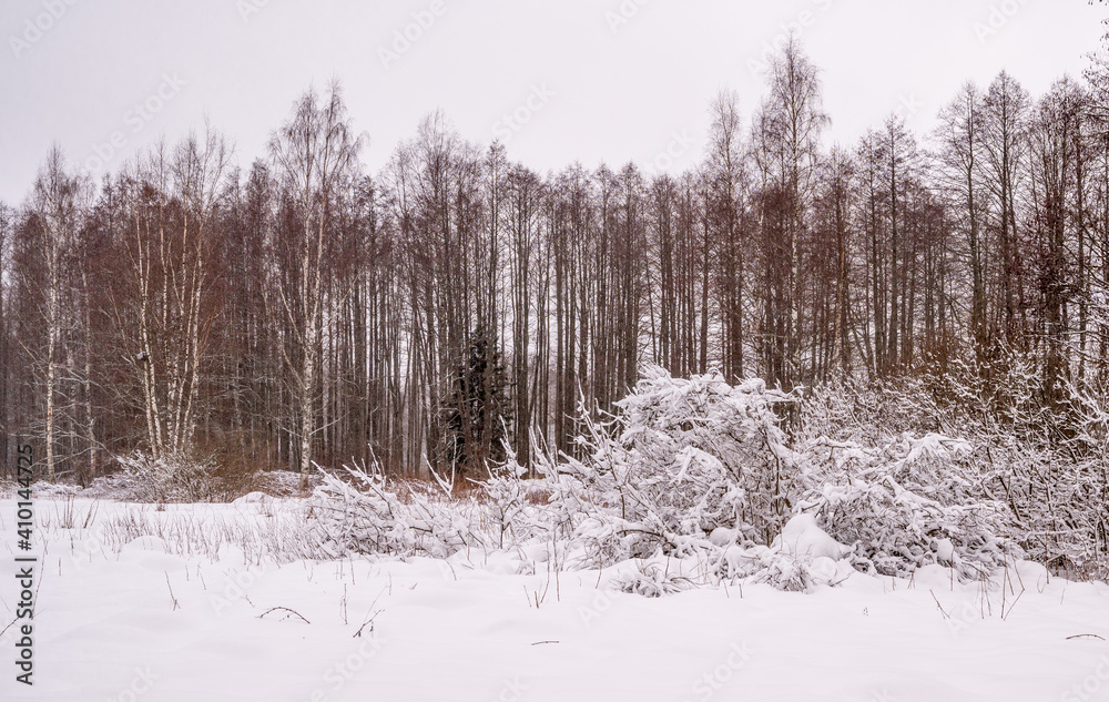 winter forest in the snow winter forest in the snow