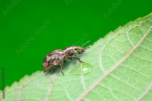 Weevil perches on green leaves, North China