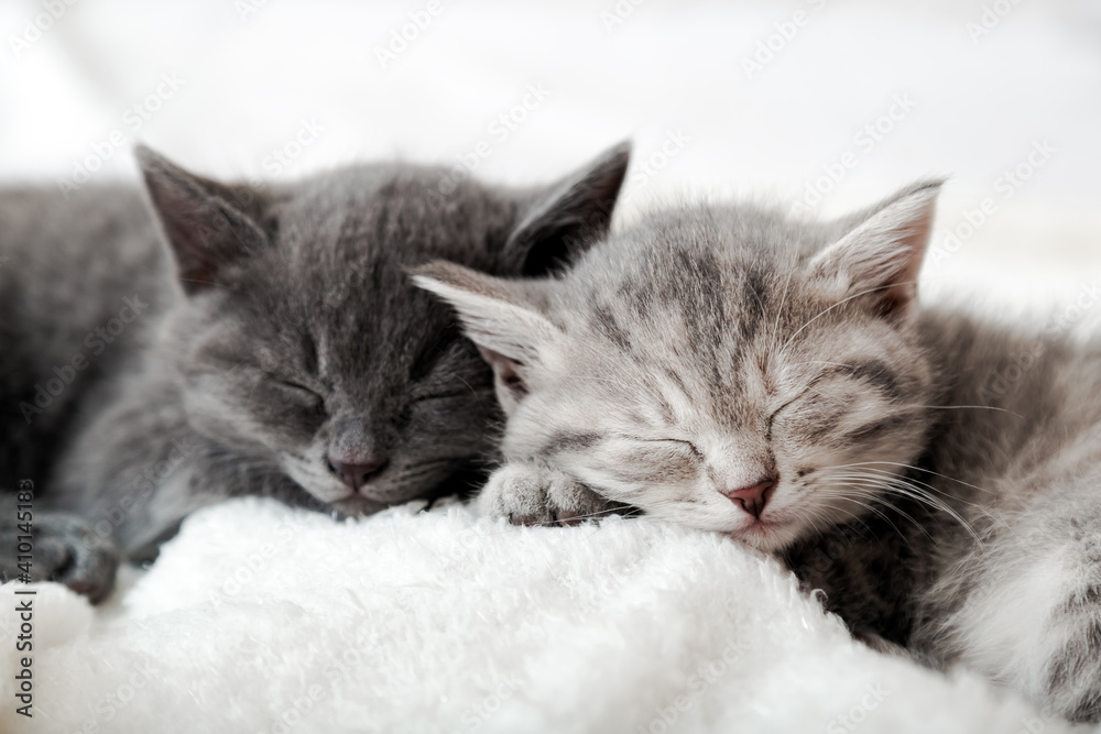 Couple happy kittens sleep relax together. Kitten family in love. Adorable kitty noses for Valentine s Day. Cozy home animal sleeping comfortably