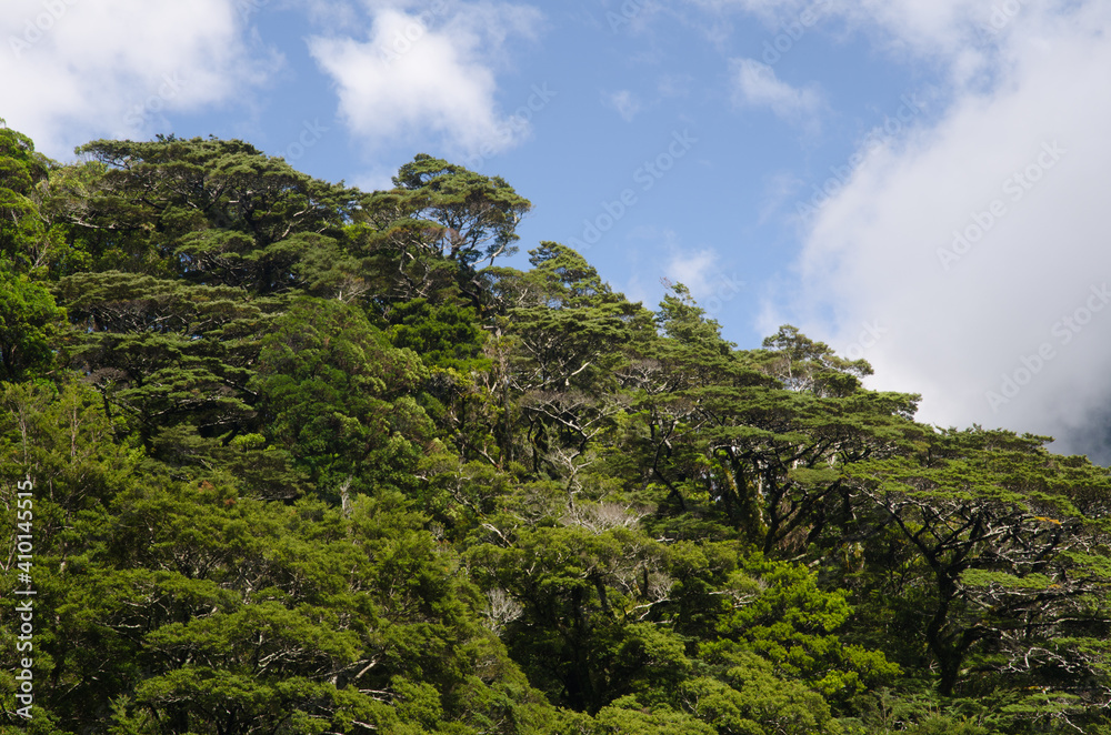 Rainforest in Milford. Fiordland National Park. Southland. South Island. New Zealand. Rainforest in Milford. Fiordland National Park. Southland. South Island. New Zealand.
