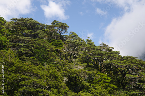 Rainforest in Milford. Fiordland National Park. Southland. South Island. New Zealand.
