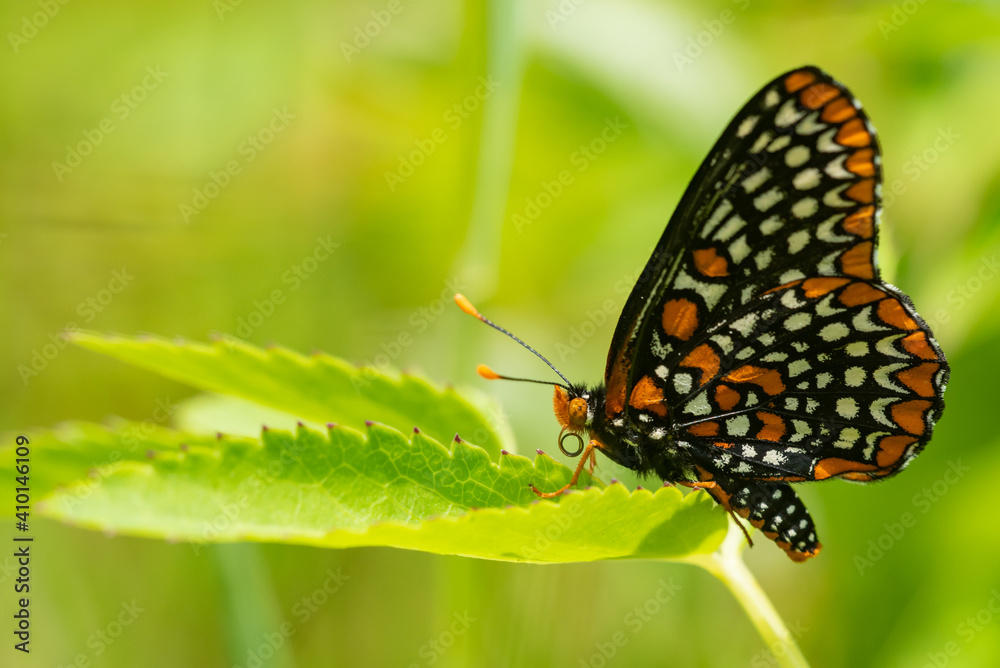 Baltimore Checkerspot