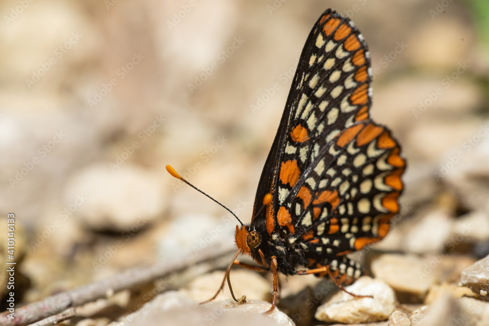 Fototapeta premium Baltimore Checkerspot