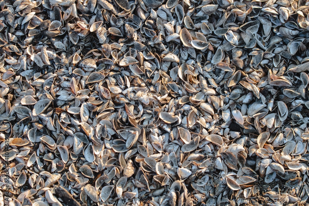 Mussel shell beach. Background from the shells of mussels Mussel shell beach. Background from the shells of mussels