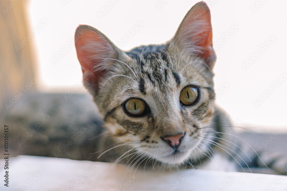 close-up of a kitten. copy space