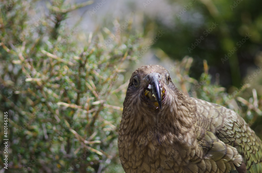 Fototapeta premium Kea Nestor notabilis eating an apple. Fiordland National Park. Southland. South Island. New Zealand.