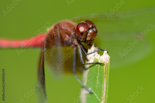 Band-winged Meadowhawk © Paul Sparks