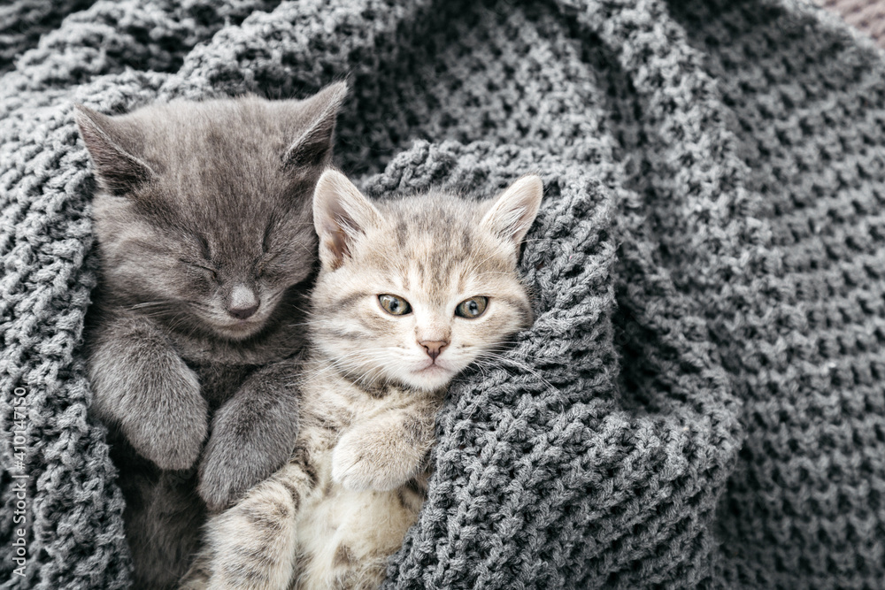 Naklejka premium Couple cute tabby kittens sleeping on gray soft knitted blanket. Cats rest napping on bed. Feline love and friendship on valentine day. Comfortable pets sleep at cozy home. Copy space