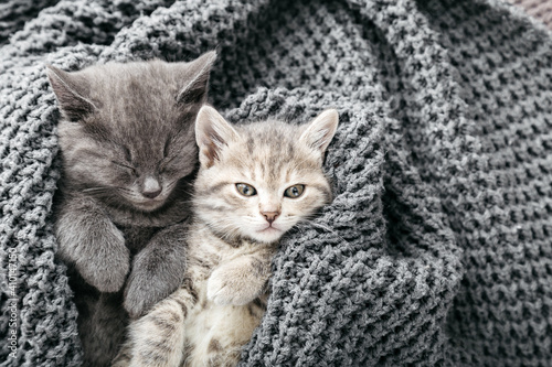 Couple cute tabby kittens sleeping on gray soft knitted blanket. Cats rest napping on bed. Feline love and friendship on valentine day. Comfortable pets sleep at cozy home. Copy space