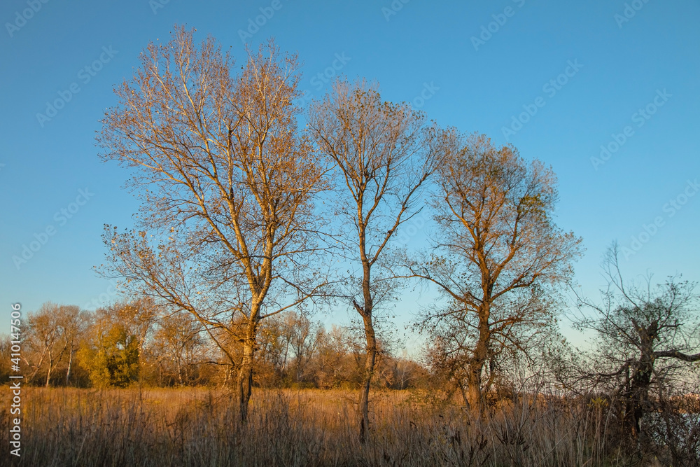 Autumn landscape. Three leafless trees stand against a blue sky. Autumn landscape. Three leafless trees stand against a blue sky.