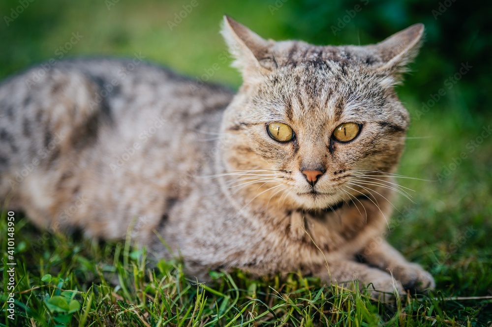 cat in grass cat in grass