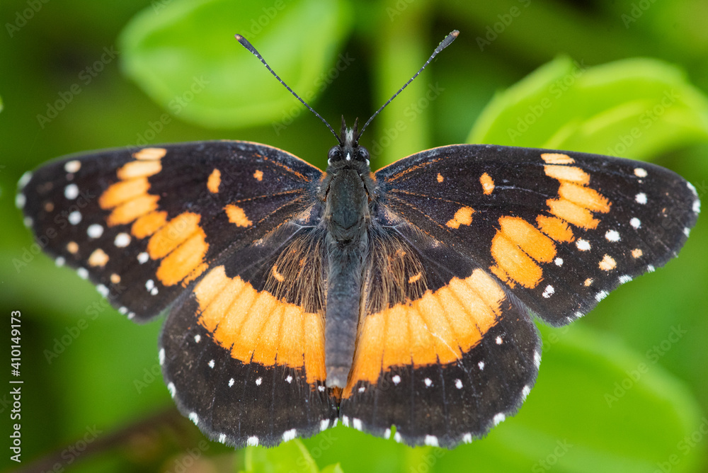 Bordered Patch Bordered Patch