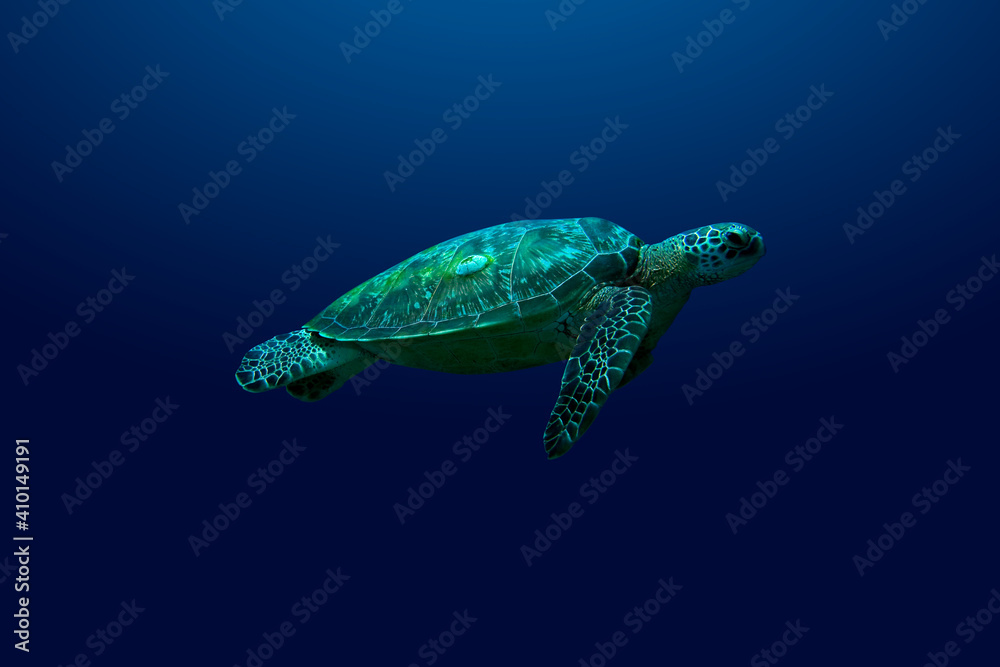 Fototapeta premium A loggerhead turtle swimming upward against a blue background.