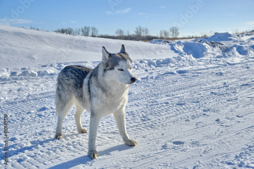 Siberian husky in the snow on a bright sunny day.