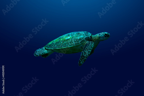A loggerhead turtle swimming upward against a blue background.