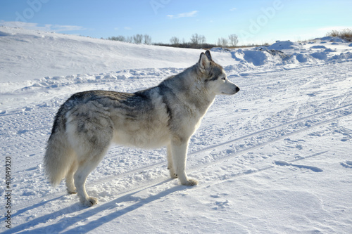 Siberian husky in the snow on a bright sunny day.