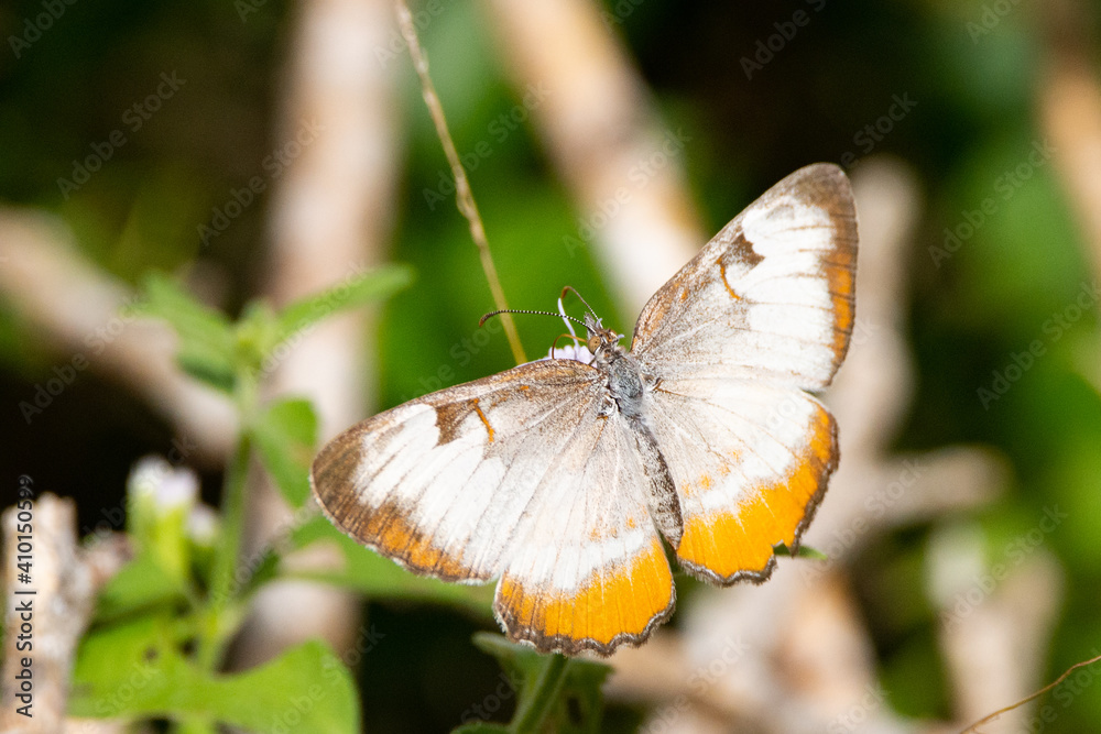 Common Mestra Common Mestra