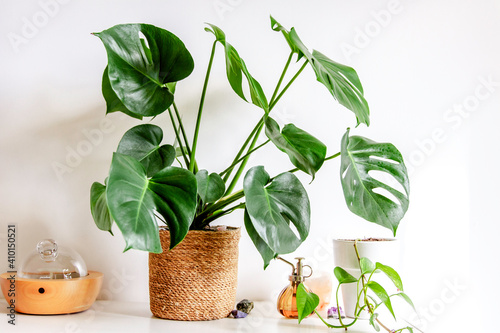 Monstera deliciosa feng shui minimalist zen interior