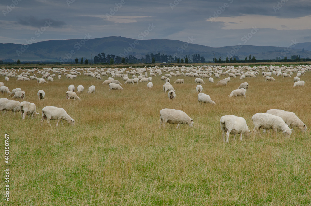 Fototapeta premium Flock of sheep Ovis aries. Southland. South Island. New Zealand.