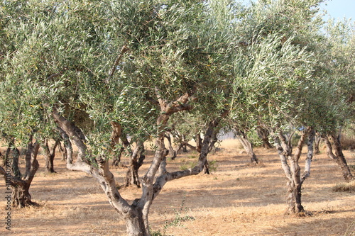 rows of grapes