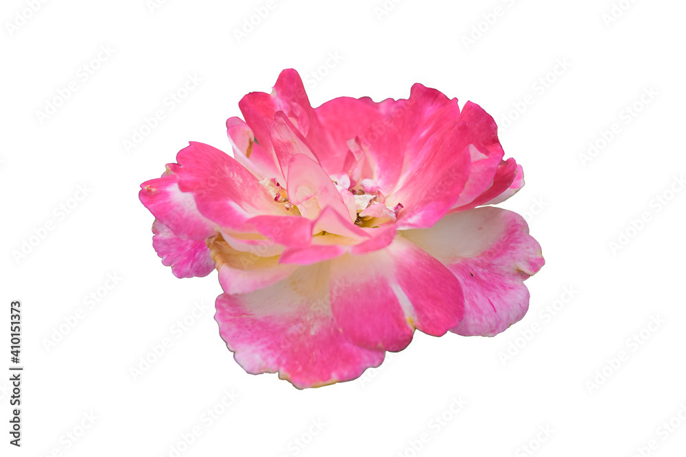 pink rose isolated on white background