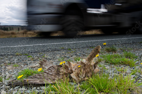 Swamp harrier Circus approximans run over. Southland. South Island. New Zealand. photo