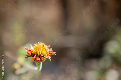 Wildflowers Series in Suchitlan photo