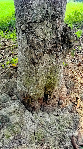 Daudpur, 2 February 2021 : mango root  photo