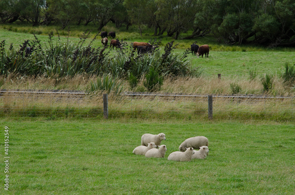 Obraz premium Herd of sheep Ovis aries resting. Waihola. Otago. South Island. New Zealand.