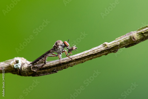 Holcocephala abdominalis photo