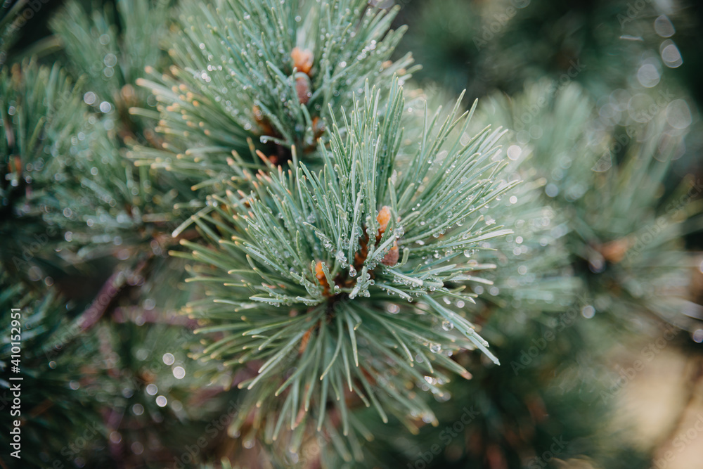 Dew drops on pine needles. Shallow depth of field Dew drops on pine needles. Shallow depth of field