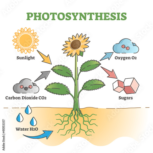 Photosynthesis diagram process symbolic explanation scheme outline concept