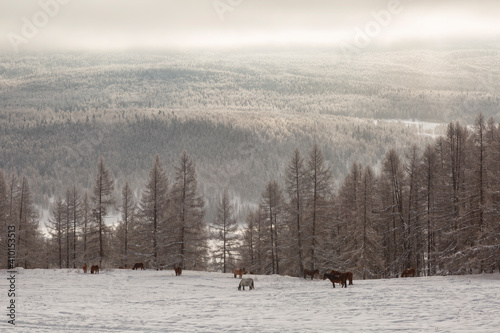 Herd of horses grazes on a background of mountains in winter, Altai, Russia