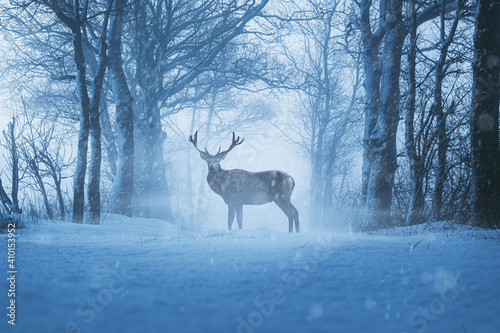Hirsch in Winterlicher Landschaft © m.mphoto