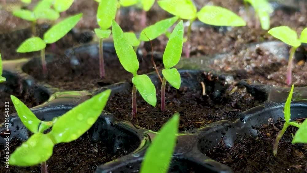 Fresh green leaves of young seedling Chilli with sunlight. Capsicum annuum. Watering the plants. Agriculture and nature concept Fresh green leaves of young seedling Chilli with sunlight. Capsicum annuum. Watering the plants. Agriculture and nature concept